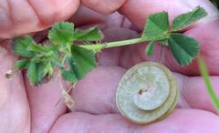 Medicago orbicularis