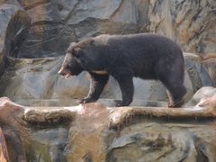 Ursus thibetanus