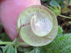 Medicago orbicularis