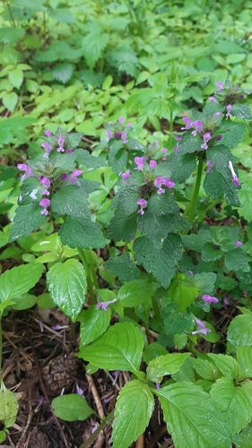 Raudonžiedė notrelė