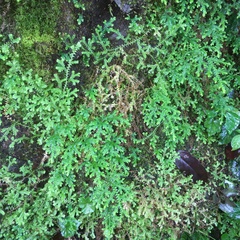 Selaginella labordei