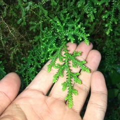 Selaginella labordei