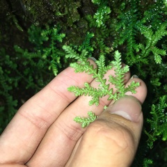 Selaginella labordei