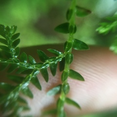 Selaginella labordei