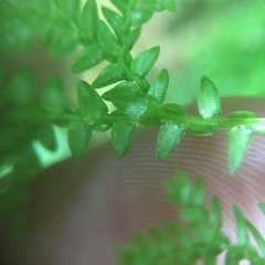 Selaginella labordei