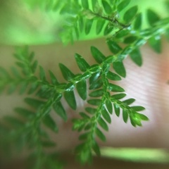 Selaginella labordei