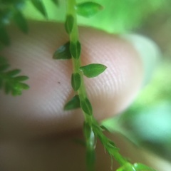 Selaginella labordei