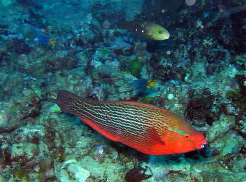 Swarthy Parrotfish