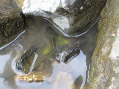 Cottocomephorus grewingkii