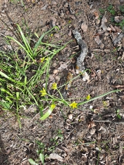 Gagea lutea