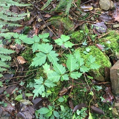 Toxicodendron orientale