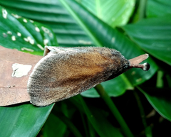 Hyphorma