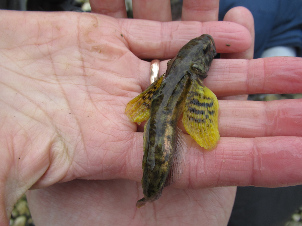 Baikal Yellowfin