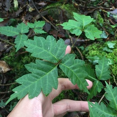 Toxicodendron orientale