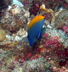 Pomacentrus chrysurus