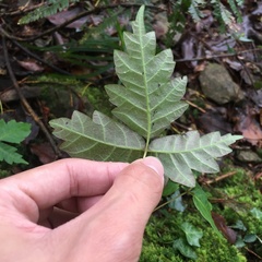 Toxicodendron orientale