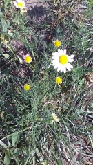 Tripleurospermum inodorum