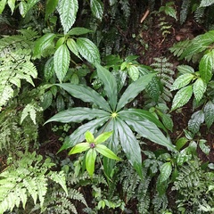 Paris polyphylla stenophylla