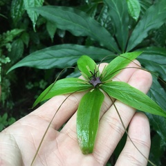 Paris polyphylla stenophylla
