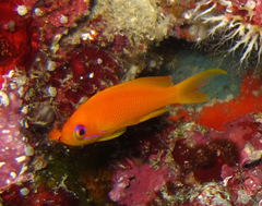 Pseudanthias squamipinnis