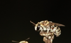 Pseudapis oxybeloides