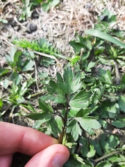 Ranunculus repens