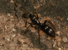 Bothroponera sulcata