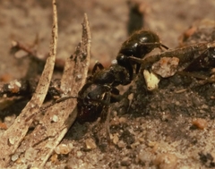 Bothroponera sulcata