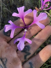 Clarkia pulchella