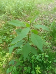 Liriomyza carphephori