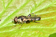 Syritta pipiens