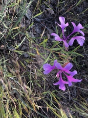 Clarkia pulchella