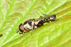 Syritta pipiens