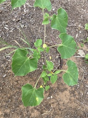 Matelea edwardsensis