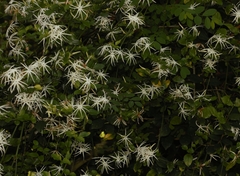 Jasminum nervosum