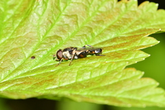 Syritta pipiens
