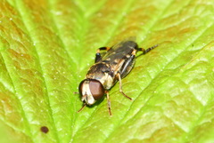 Syritta pipiens