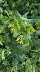 Cerinthe minor