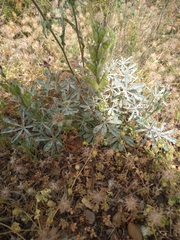 Lupinus hispanicus