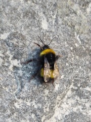 Bombus haematurus