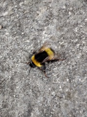 Bombus haematurus