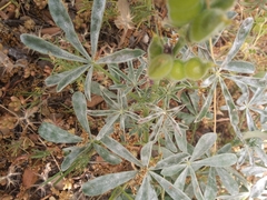 Lupinus hispanicus