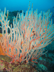 Subergorgia suberosa