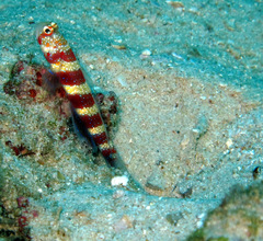 Amblyeleotris wheeleri