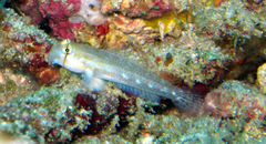 Gnatholepis cauerensis
