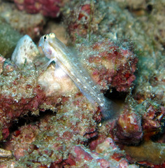 Gnatholepis cauerensis