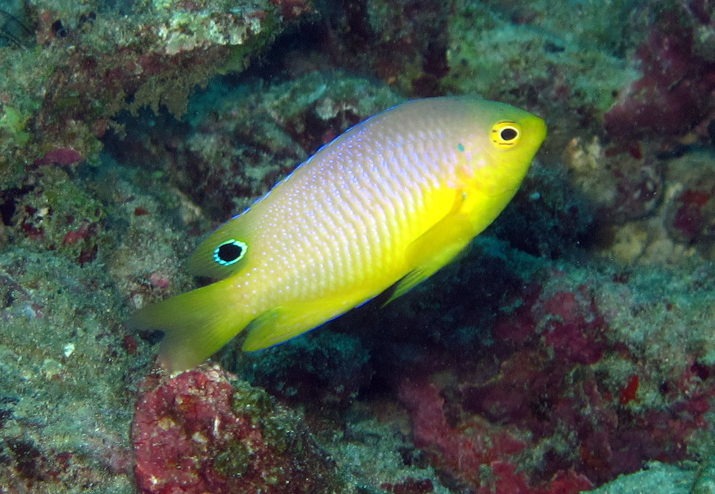 Eyespot Damselfish