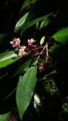 Miconia mexicana