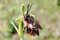 Argogorytes mystaceus
