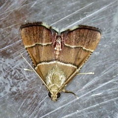 Stemmatophora flavicaput